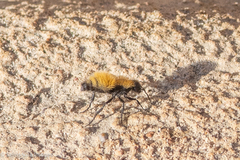 Dasymutilla atricauda