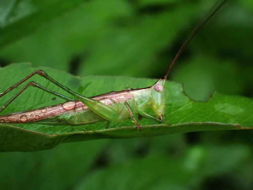 Graceful Meadow Katydid photo 2