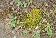 Syntrichia ruraliformis