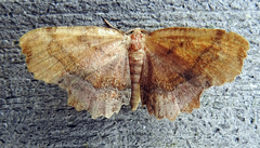 Cepphis armataria