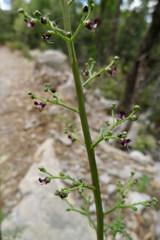 Scrophularia canina