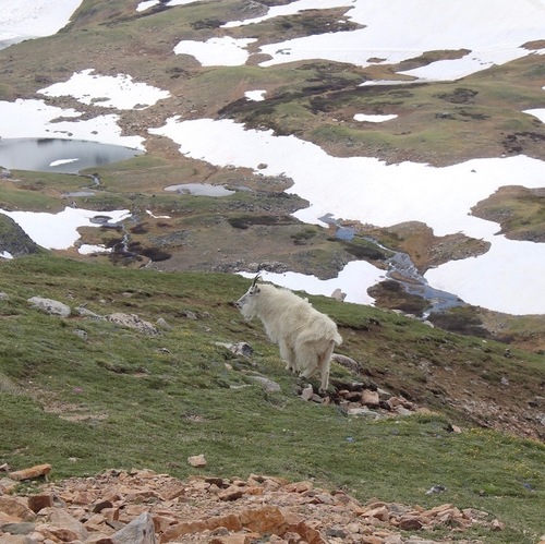 Mountain Goat photographed in Wyoming