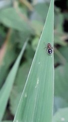 Meranoplus bicolor