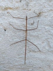 Cladoxerini