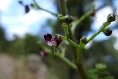 Scrophularia canina