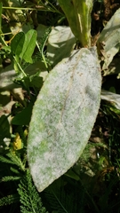 Golovinomyces verbasci