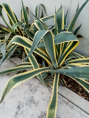 Agave