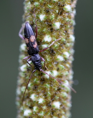 Phoracantha punctata