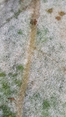 Golovinomyces verbasci