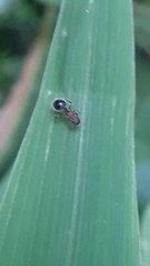 Meranoplus bicolor