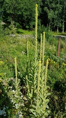 Golovinomyces verbasci