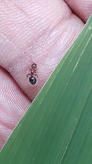 Meranoplus bicolor