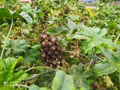 Ricinus communis