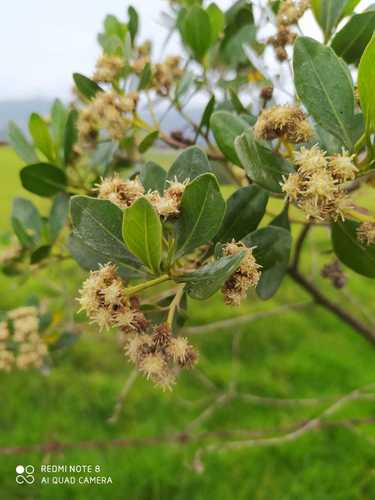 Image of Baccharis macrantha by (c) Andrés Ramírez-Barrera, some rights reserved (CC BY)