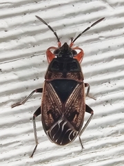 Trapezonotus desertus