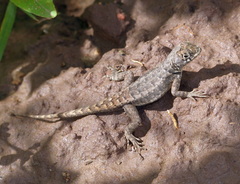 Tropidurus etheridgei