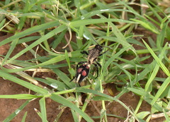Traumatomutilla centralis
