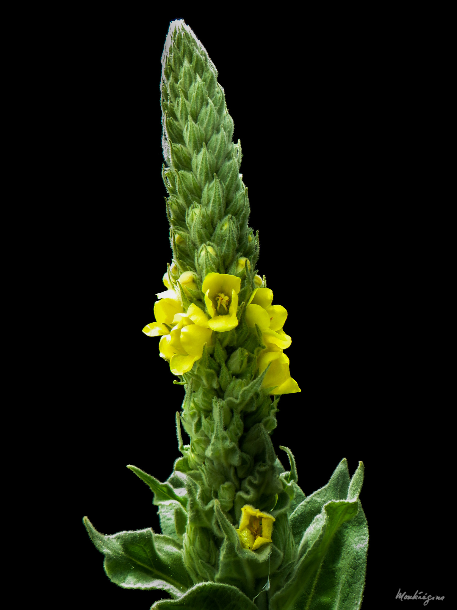Verbascum thapsus ssp. thapsus
