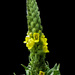 Verbascum thapsus thapsus - Photo (c) Monteregina (Nicole), algunos derechos reservados (CC BY-NC-SA)
