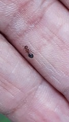Meranoplus bicolor