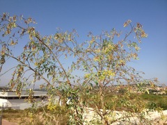Nicotiana glauca