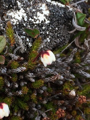 Harrimanella hypnoides