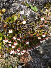 Harrimanella hypnoides