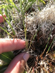 Luzula spicata