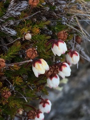 Harrimanella hypnoides