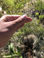 Luzula spicata