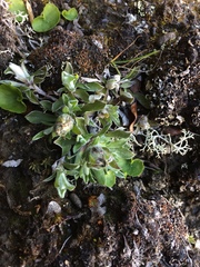 Antennaria alpina