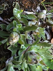 Antennaria alpina