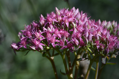 Hylotelephium telephium