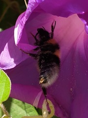 Bombus ruderatus
