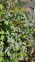 Erysiphe vanbruntiana