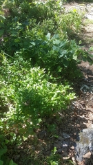 Vaccinium myrtillus