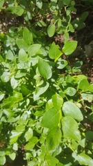 Vaccinium myrtillus
