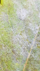 Erysiphe vanbruntiana