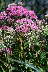 Hylotelephium telephium