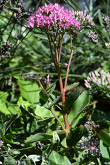 Hylotelephium telephium