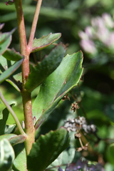 Hylotelephium telephium