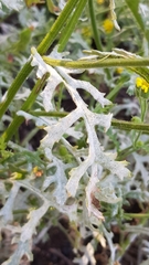 Golovinomyces fischeri