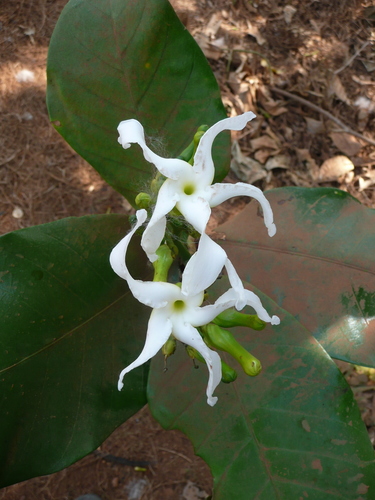 Tabernaemontana crassa