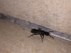Ponerinae