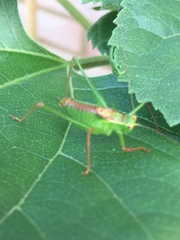 Leptophyes punctatissima