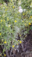 Golovinomyces fischeri