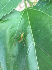 Leptophyes punctatissima