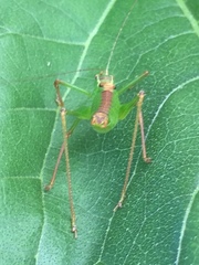 Leptophyes punctatissima