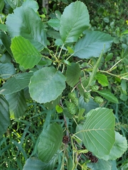 Alnus rohlenae