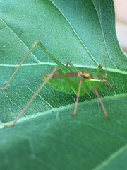 Leptophyes punctatissima